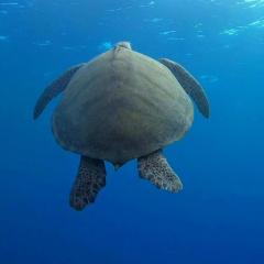 Turtle